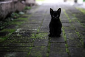 cat, black, animal, nature, pet, hair, star, black and white, hairy