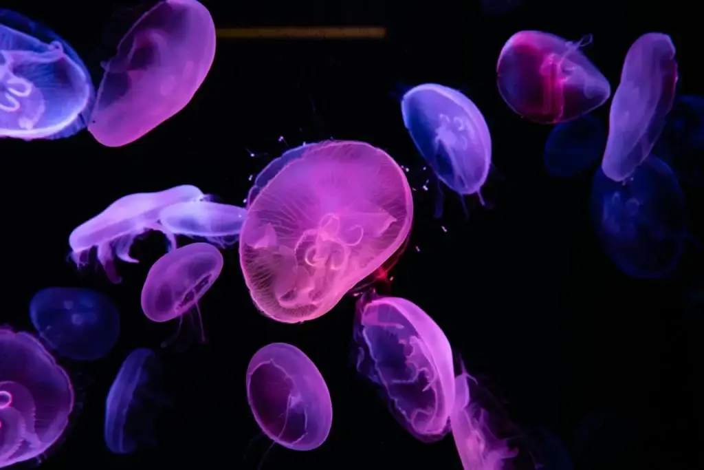 Colorful jellyfish illuminated in an aquarium exhibit, showcasing bioluminescence.