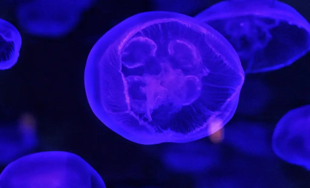 science, blur, biology, abstract, microbiology, medicine, jelly fish, blue, transparency, life, underwater, microbiology, microbiology, microbiology, microbiology, microbiology, jelly fish, jelly fish