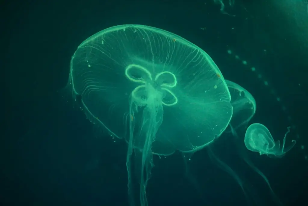 A mesmerizing view of translucent jellyfish glowing underwater in the depths of Galway, Ireland.