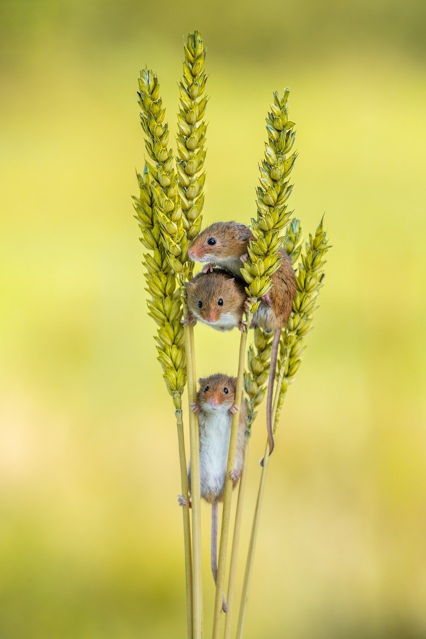 nature, wildlife, mammal, fauna, fur, animals, mouse, rodent, cute, mice, harvest mice, seedhead, plant, wheat